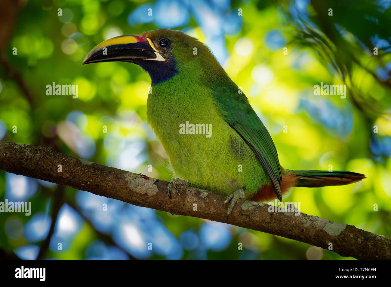 Emerald Toucanet - Aulacorhynchus prasinus near-passerine bird in the Ramphastidae family occurring in mountainous regions of Mexico and Central Ameri Stock Photo