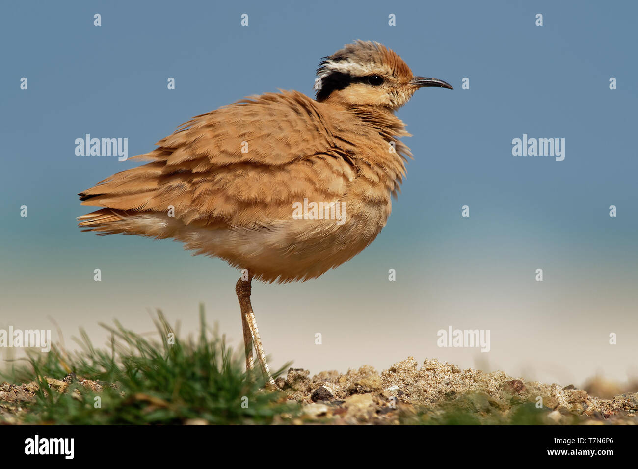 Cream-colored Courser (Cursorius cursor) in the sand desert on the seashore Stock Photo