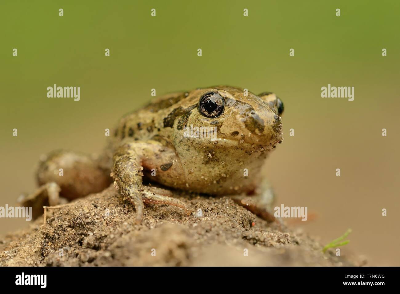 Frog Common Spadefoot Pelobates fuscus sitting on the mud Stock Photo