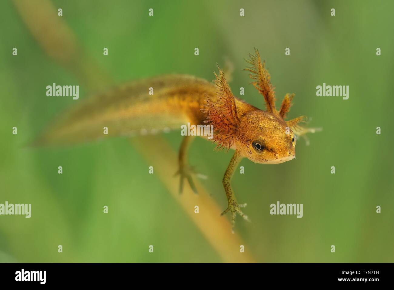 Smooth Newt nymph (Triturus vulgaris) swimming in the water. Green background, larvae with outer gills. Stock Photo