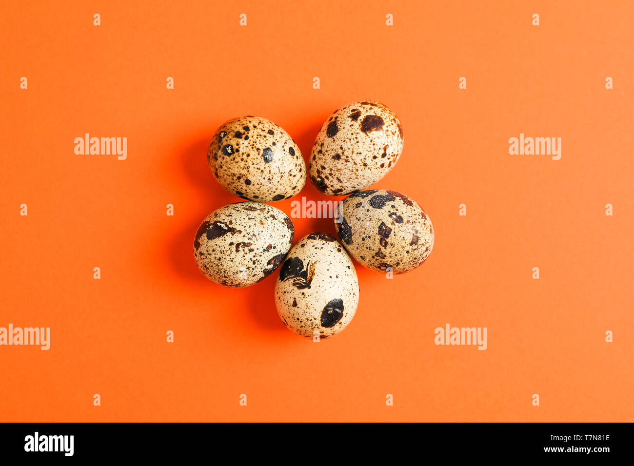 Quail eggs on color background, space for text Stock Photo