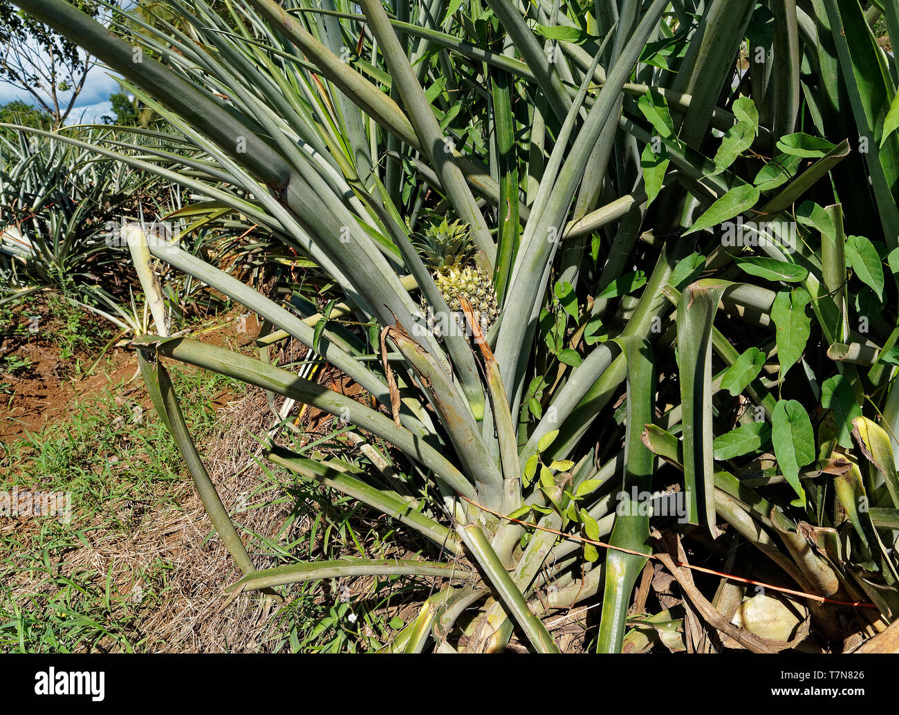Pineapple plantations hires stock photography and images Alamy