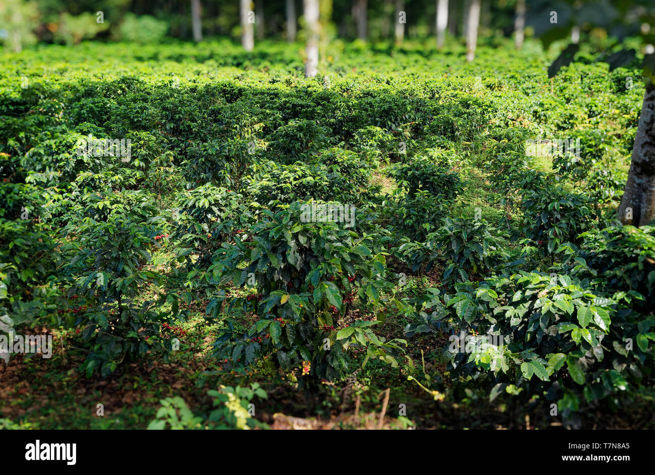 Costa Rica Coffea plantations. Coffea is a genus of flowering plants in the family Rubiaceae. Coffea species are shrubs or small trees native to tropi Stock Photo