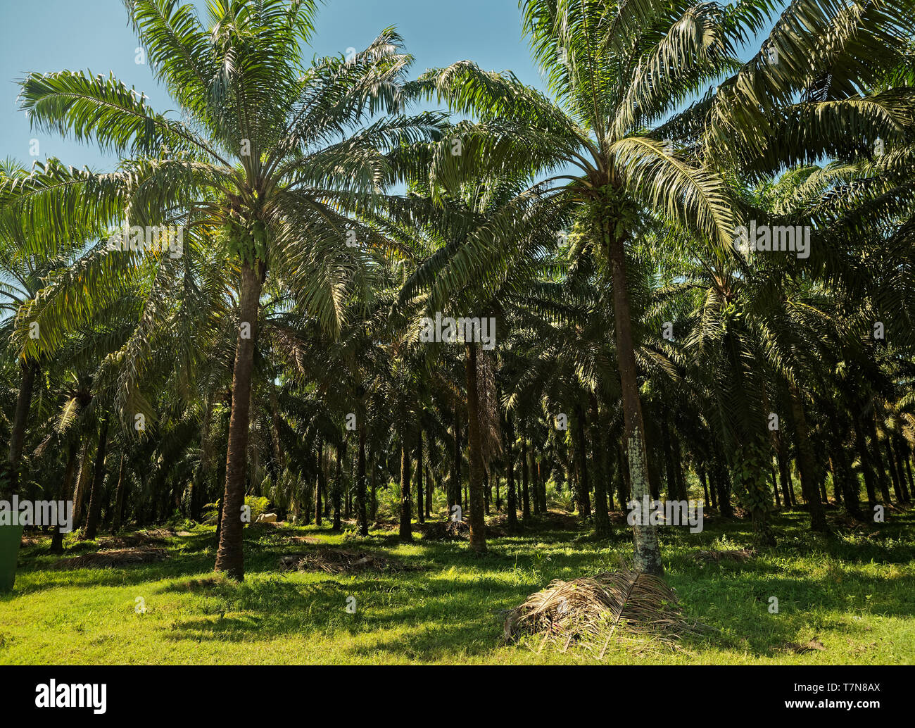 Oil Palm. The American oil palm Elaeis oleifera (from Latin oleifer, meaning 'oil-producing') is native to tropical Central and South America, is used Stock Photo