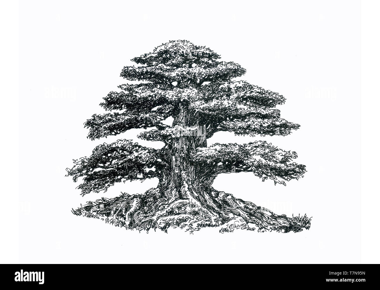 The tree of life. Ink drawing. Big bonsai Stock Photo Alamy