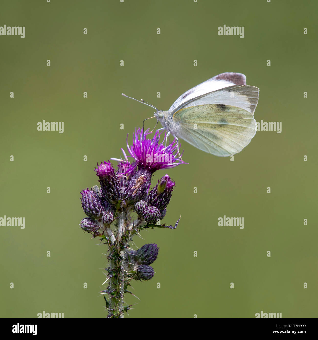 Large White (Pieris rapae), sucking nectar from Thistle. Austria Stock Photo