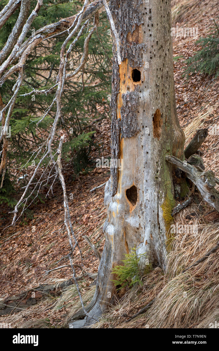 Holes in a tree trunk of a spruce produced by Woodpeckers Stock Photo