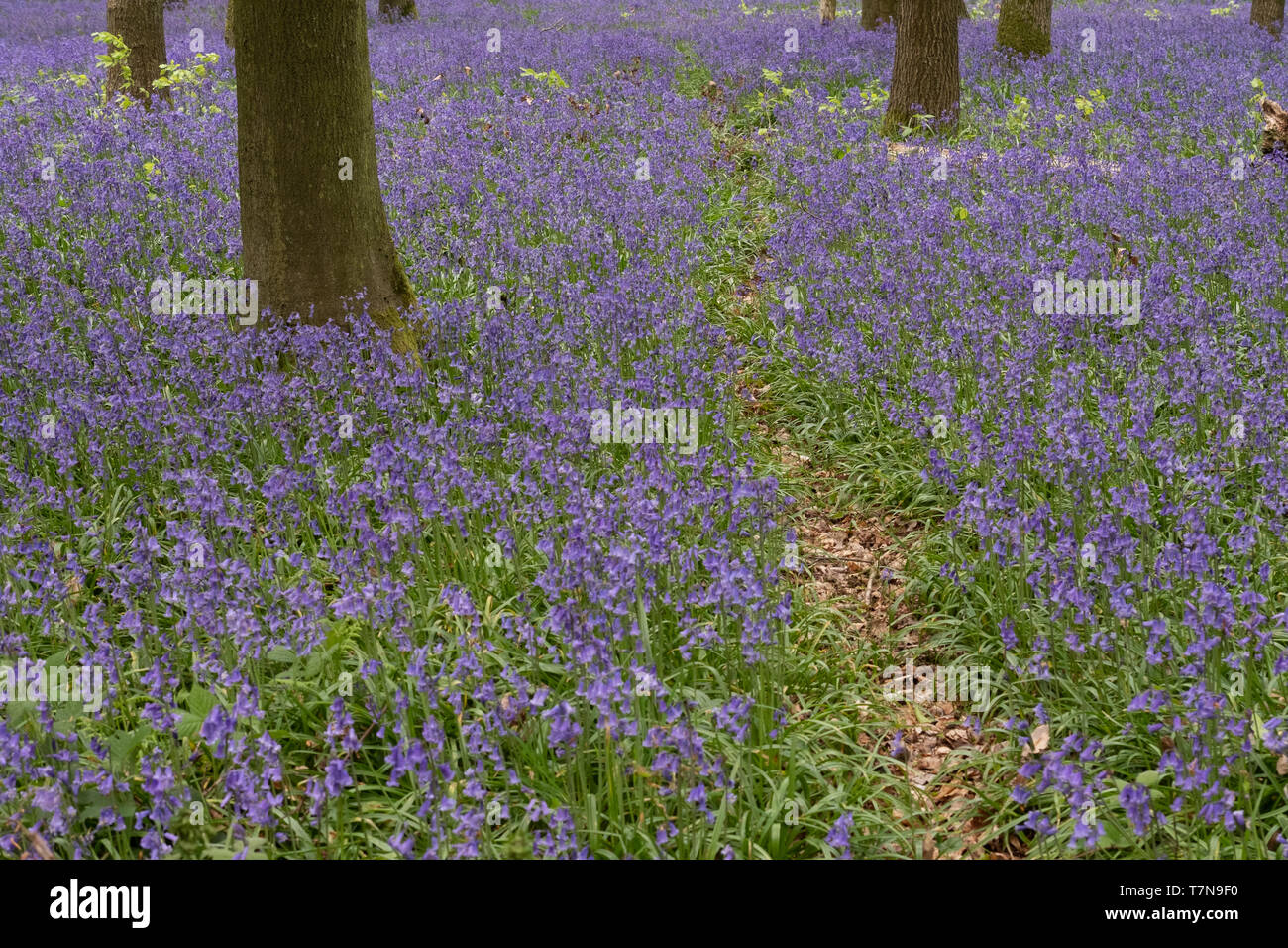 A bluebell carpet in the National Trust's Dockey wood on the Ashridge Estate Stock Photo Alamy