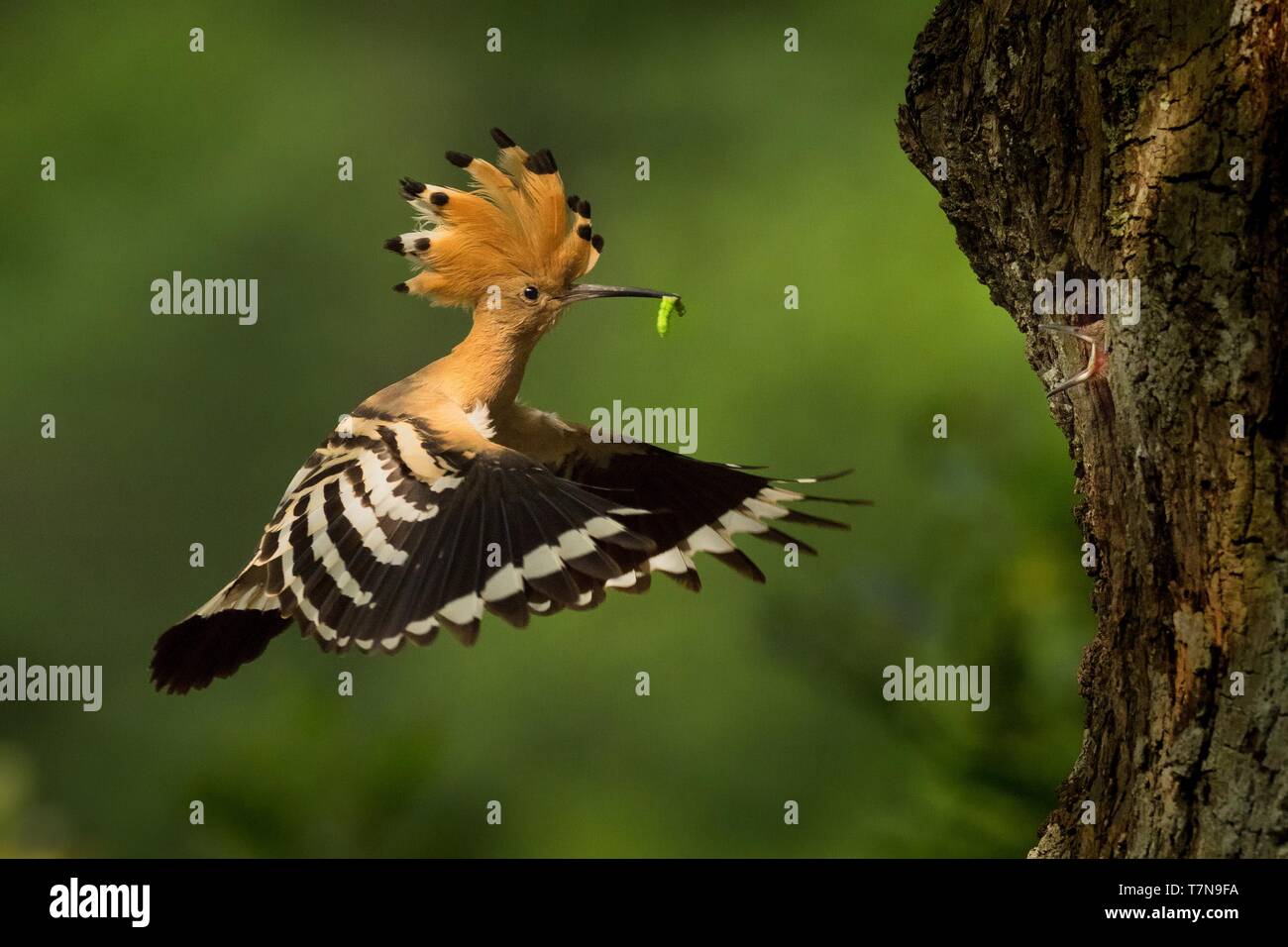 eurasian-hoopoe-upupa-epops-feeding-it-s-chicks-captured-in-flight