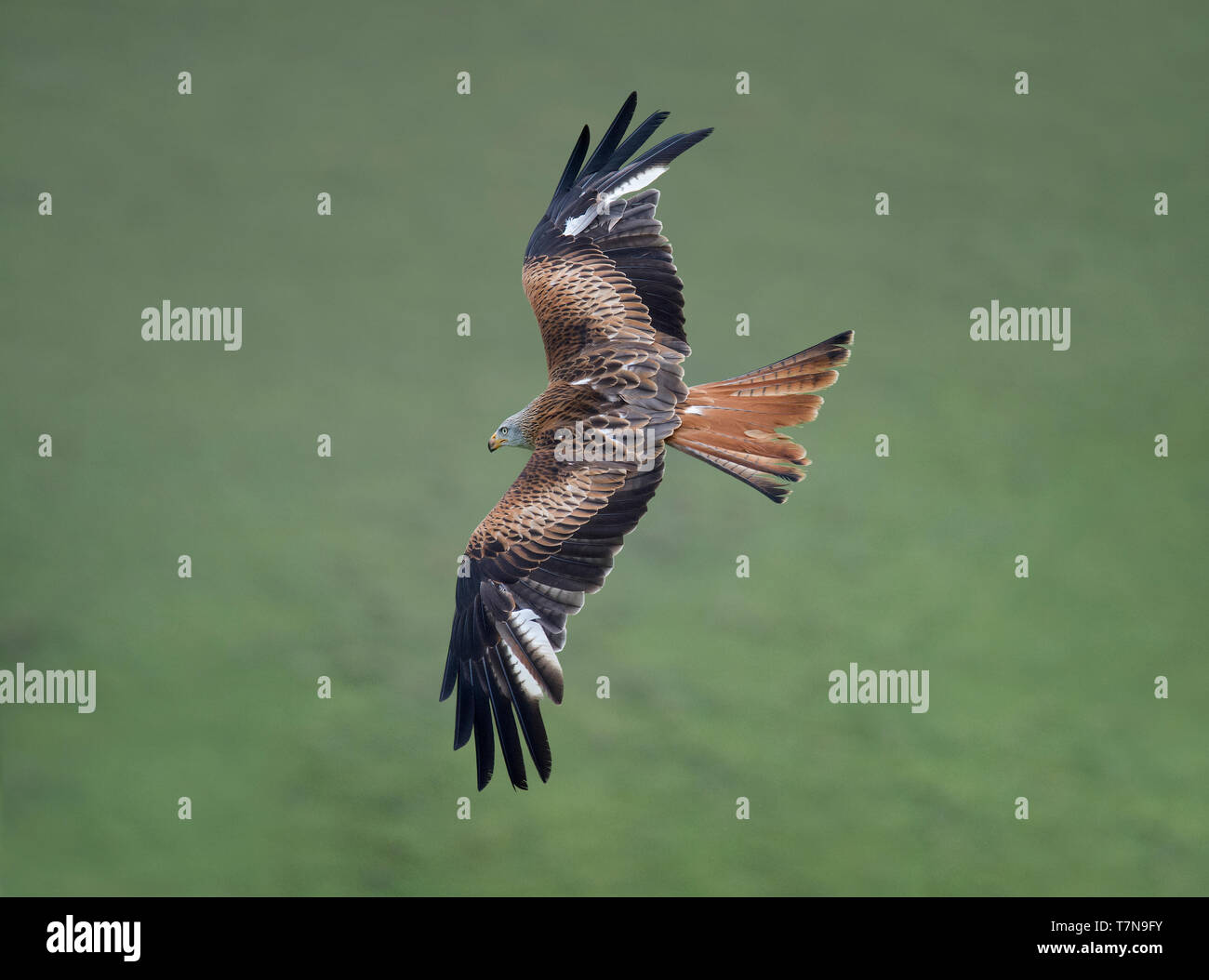Red Kite, Milvus milvus, in flight, over moorland Haworth, West Yorkshire Stock Photo