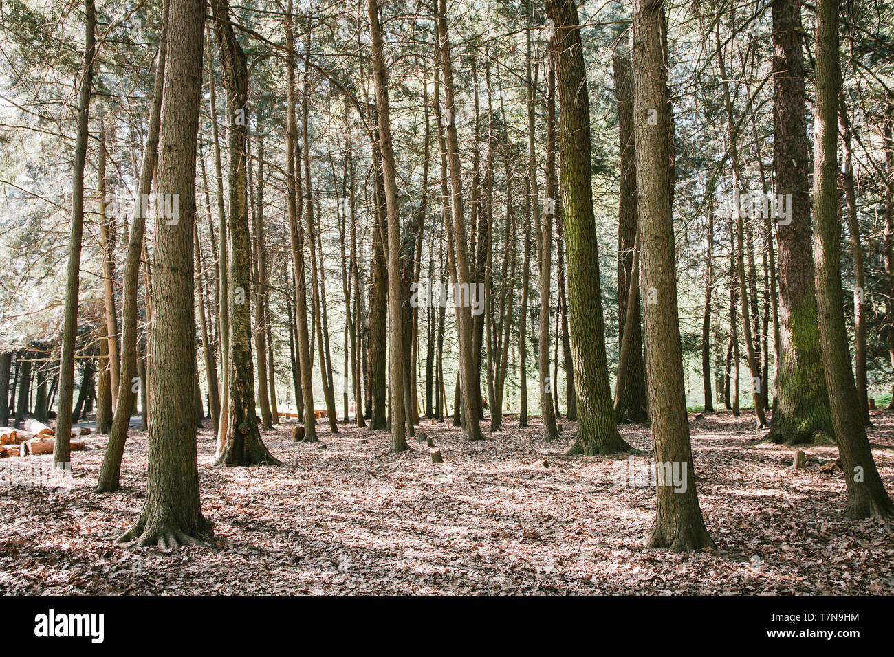 green trees in the Park in Sunny weather Stock Photo - Alamy