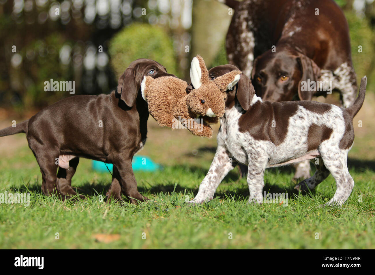 German Shorthaired Pointer. Mother (5 years old) playing with puppies (6,5 month old). Germany Stock Photo