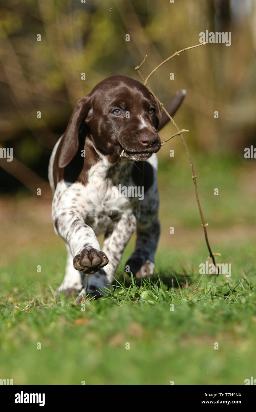 German Shorthaired Pointer. Female puppy (6,5 month old) carrying a twig. Germany Stock Photo