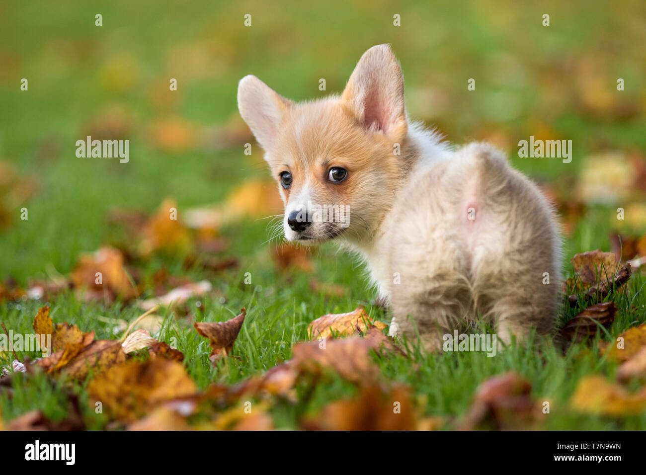 Welsh Corgi. Puppy on a meadow covered with autumn leaves, looking back. Netherlands Stock Photo