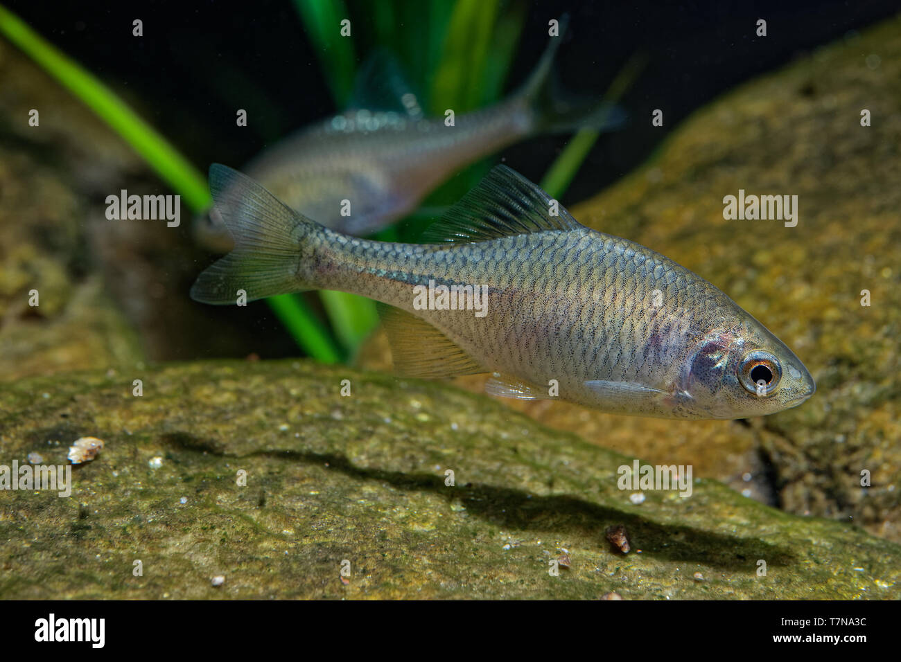 Amur Bitterling - Rhodeus sericeus small fish of the carp family. Mussels form an essential part of its reproductive system, with bitterling eggs bein Stock Photo