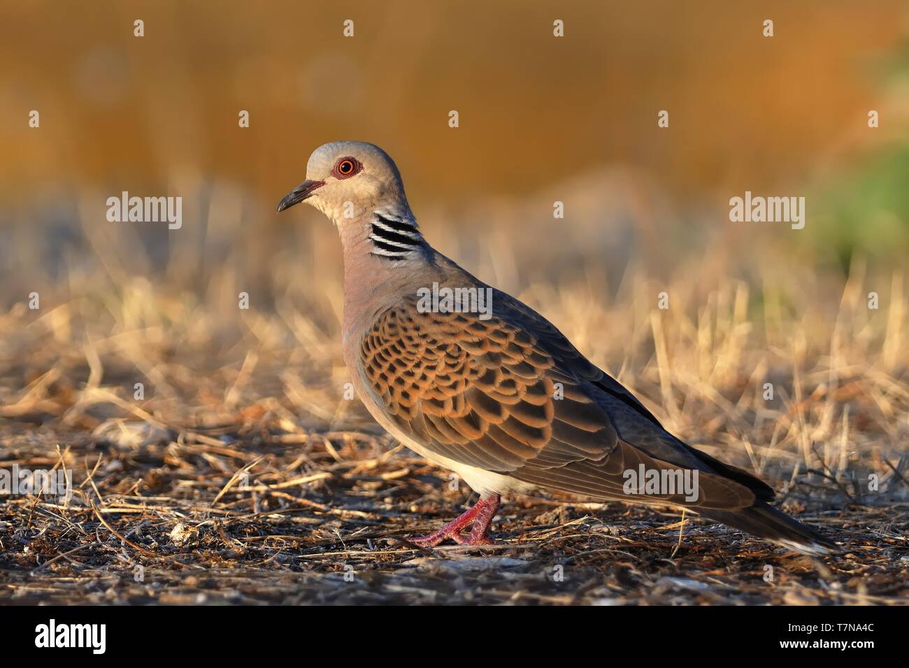 European Turtle-Dove - Streptopelia turtur sittong on the ground in the evening light, nice background, beautiful colours Stock Photo