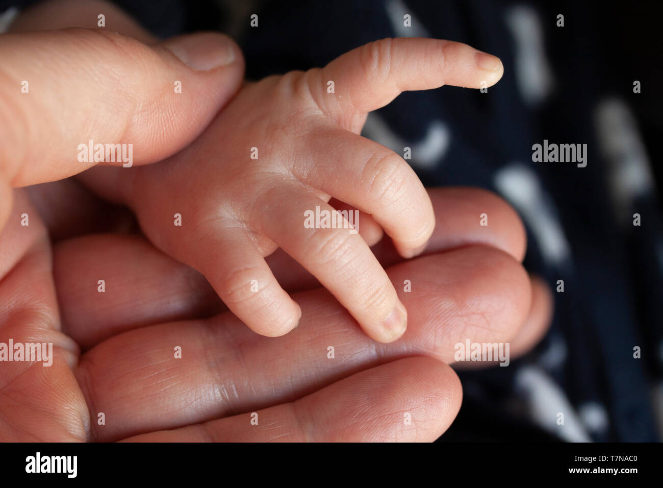 Father holding a newborn baby hand in his. Child hand closeup into parent hands together. Stock Photo