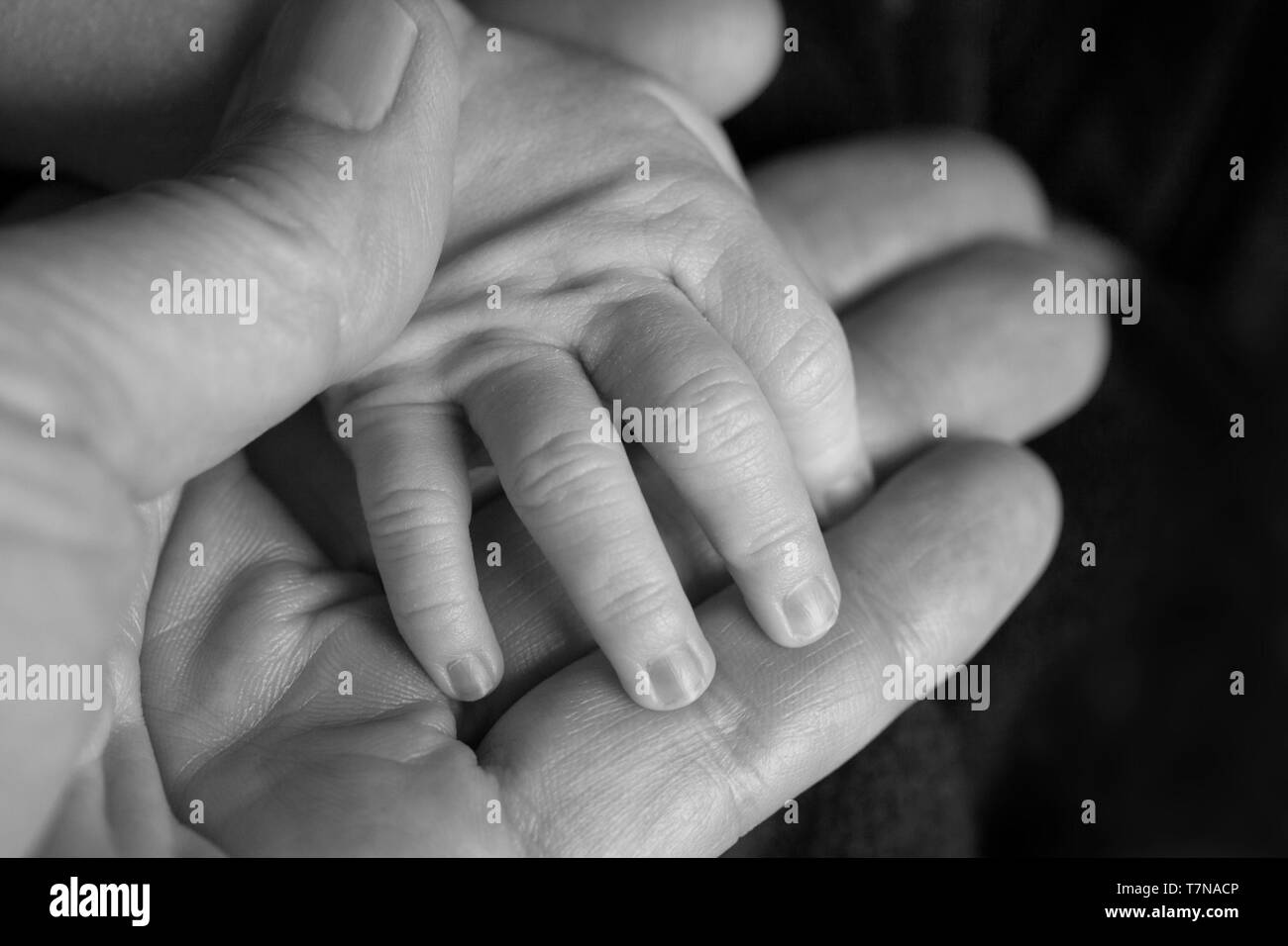 Father holding a newborn baby hand in his. Black and white child hand closeup into parent hands together. Stock Photo