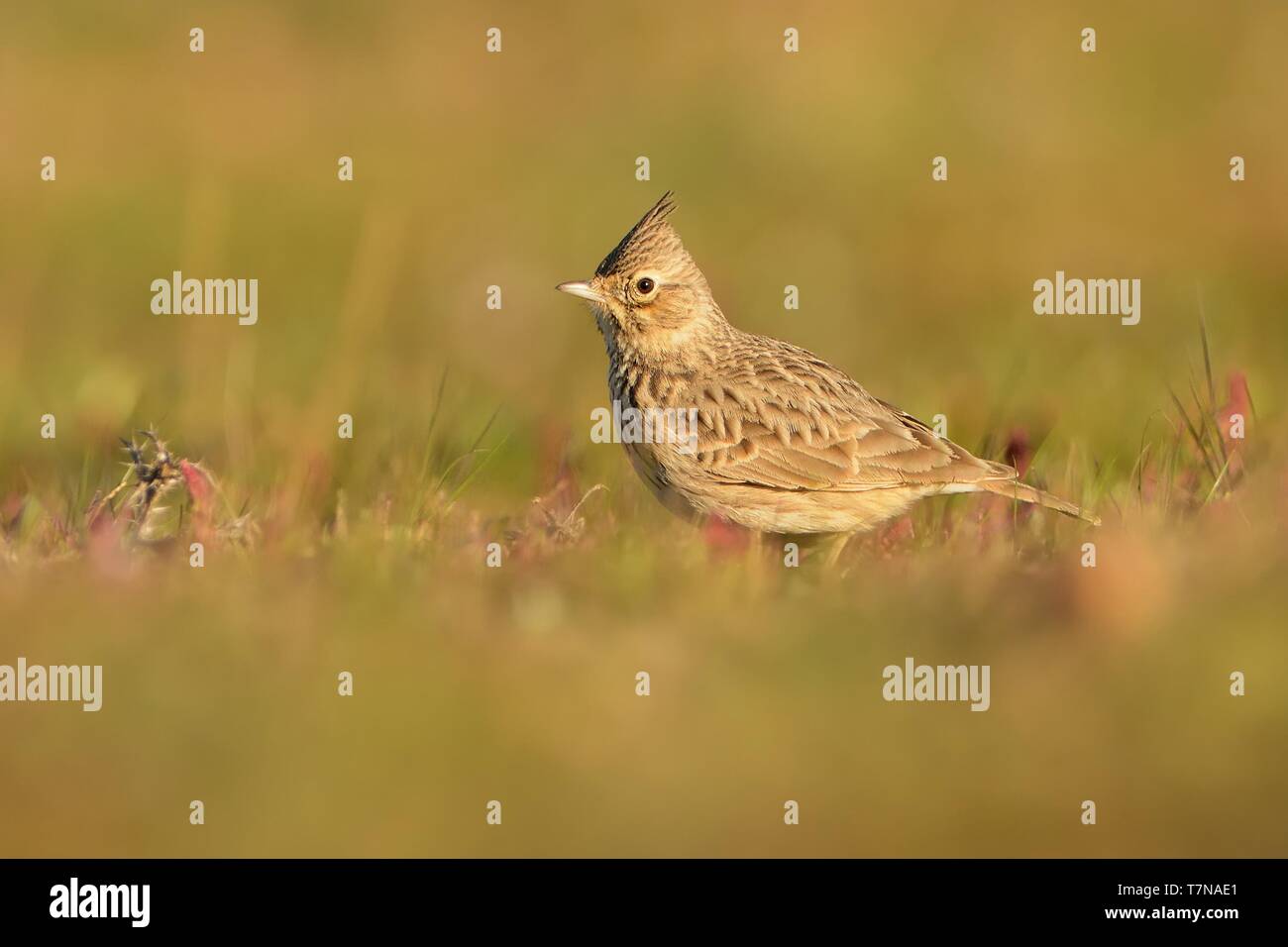 Galerida cristata - Crested Lark sitting on the ground and looking for food and insect Stock Photo