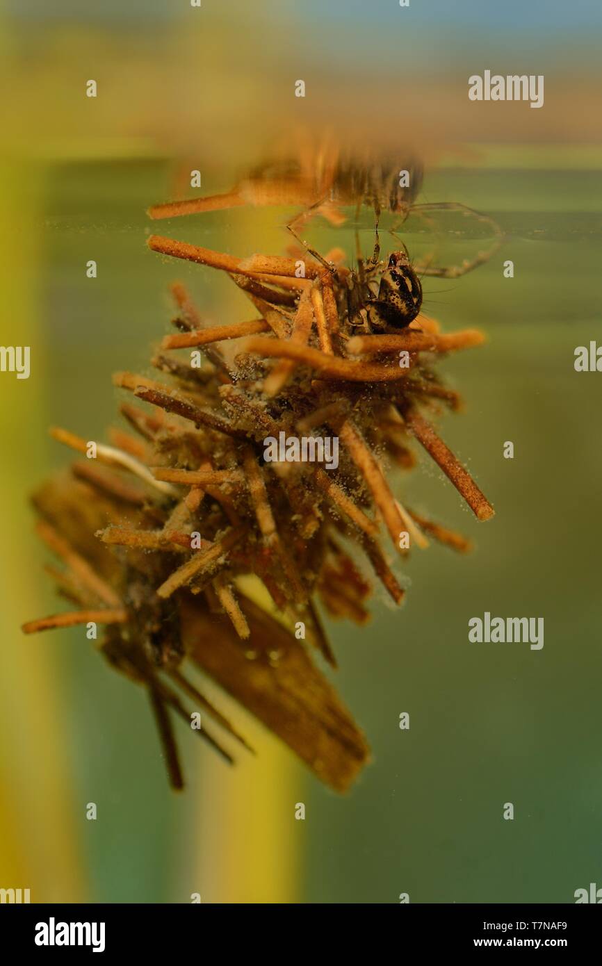 Caddisfly larvae pond hires stock photography and images Alamy