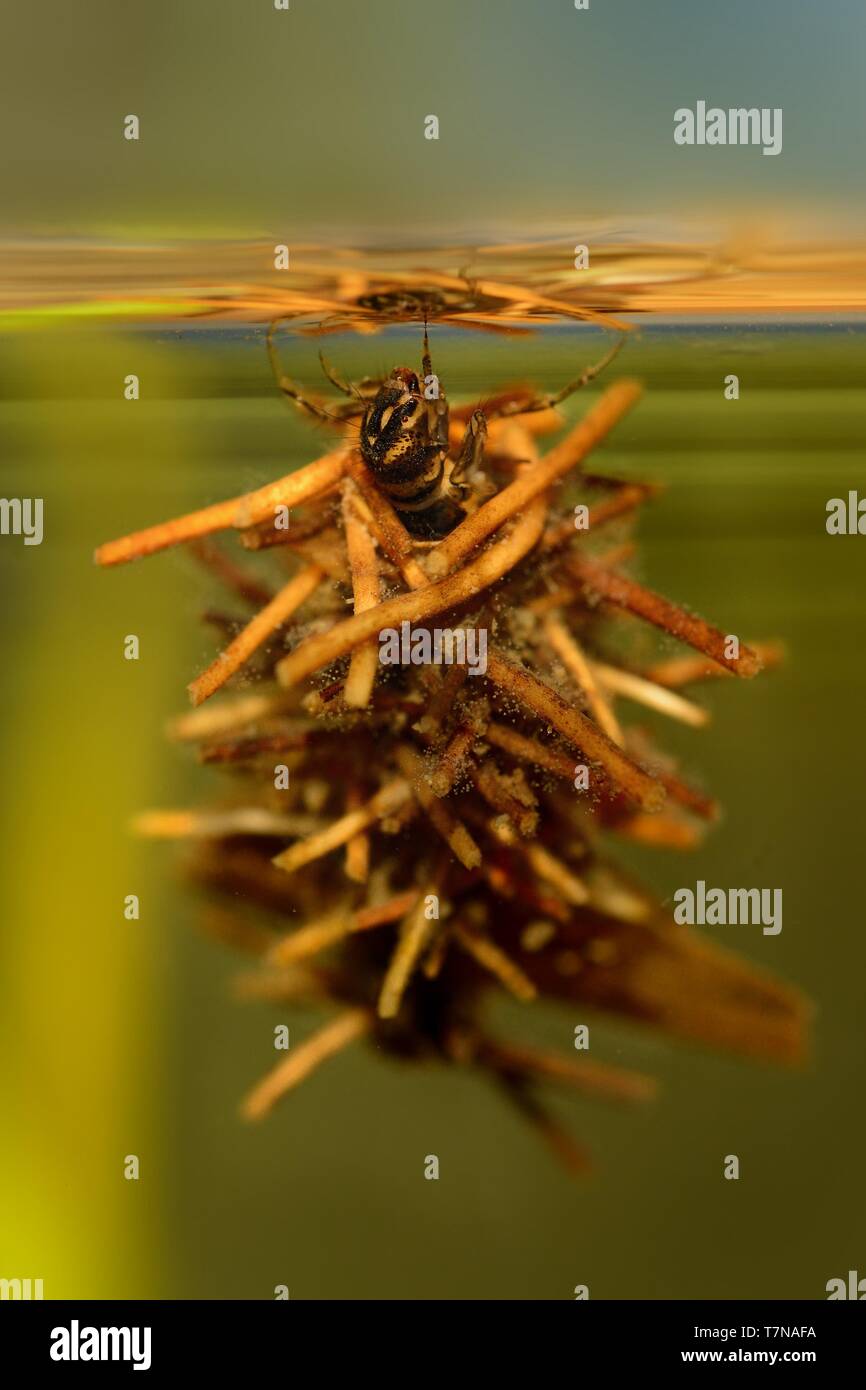Caddisfly Larvae In Pond at Karen Lewis blog