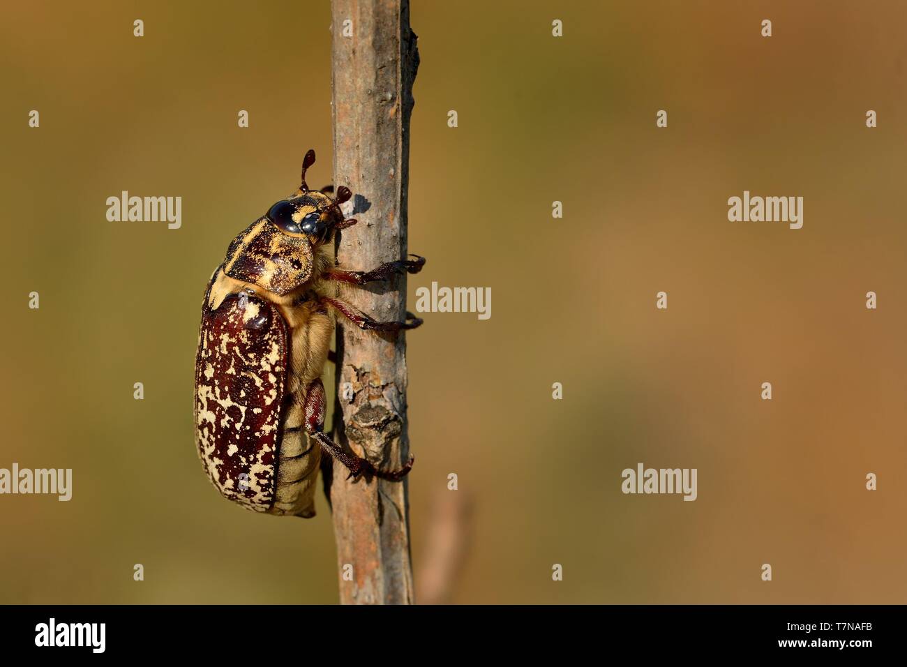 Polyphylla fullo - beetle in Hungary, Europe Stock Photo