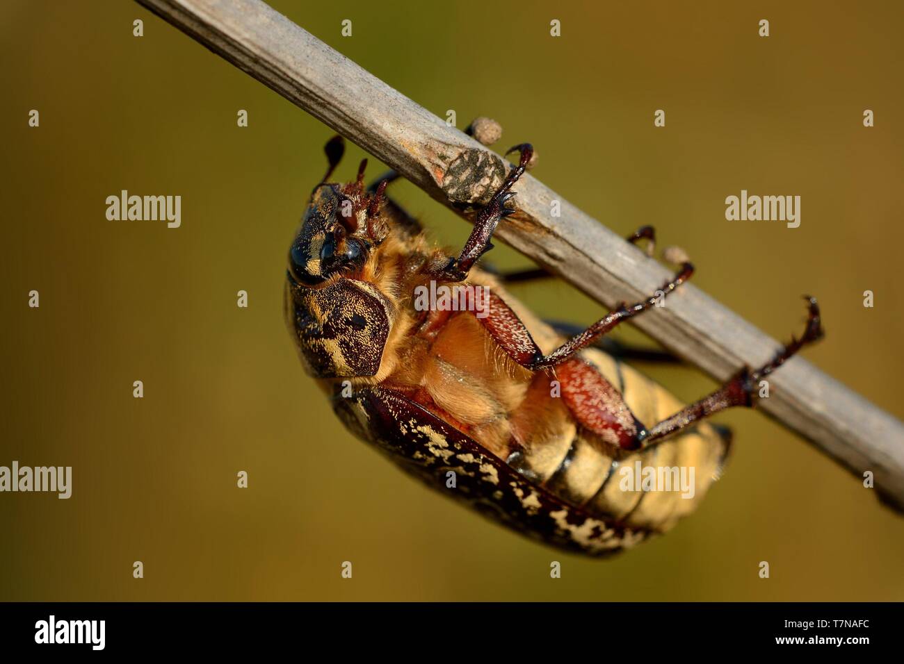 Polyphylla fullo - beetle in Hungary, Europe Stock Photo