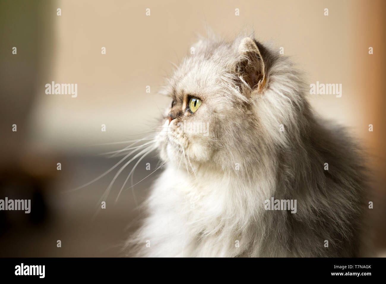Persian Cat. Old Persian cat looking left. Netherlands Stock Photo Alamy