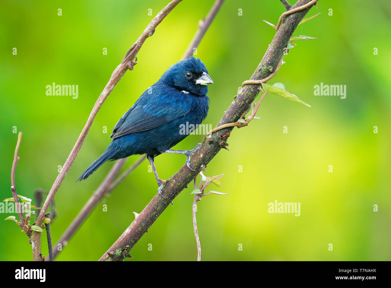 Volatinia jacarina hi-res stock photography and images - Alamy