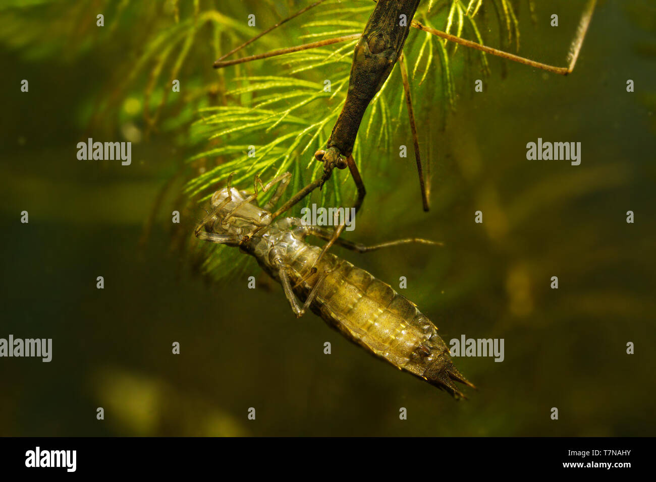 Water Stick Insect - Ranatra linearis under water with caught prey - dragonfly larva Stock Photo