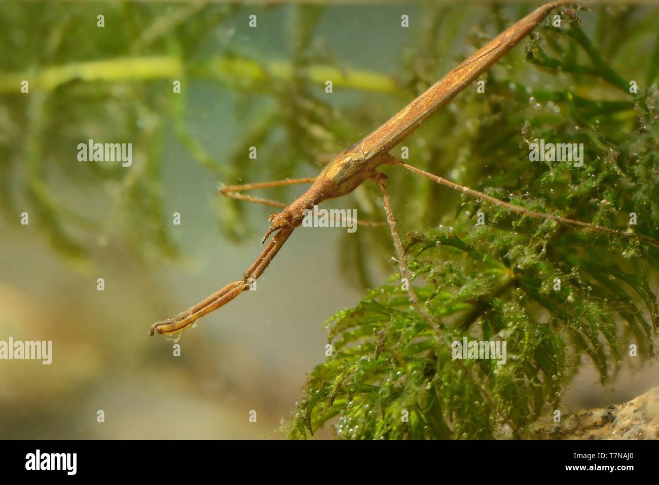 Water Stick Insect - Ranatra linearis under the water Stock Photo