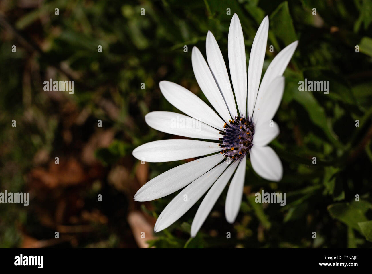 white flower Stock Photo