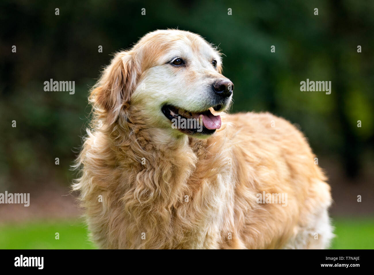 Golden Retriever. Porttrait of adult dog. Netherlands Stock Photo