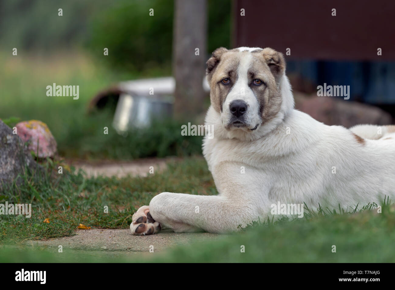 Serious asian dog proudly lies in the yard and safeguard it Stock Photo