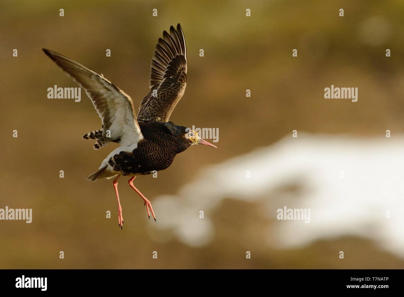 Ruff - Philomachus pugnax male flying in breeding plumage in the lek in Norway. Stock Photo