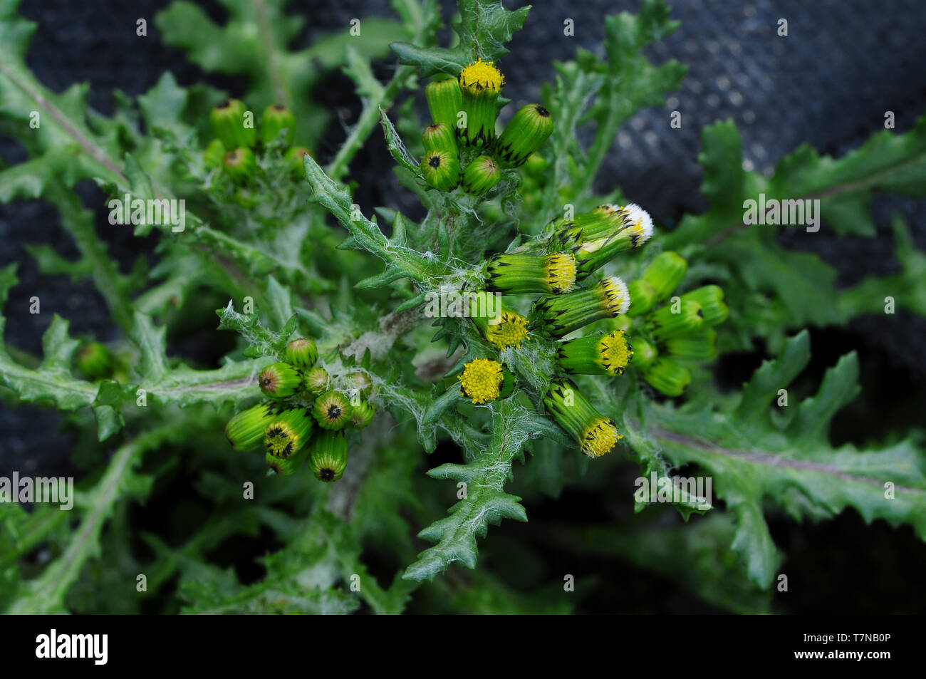 groundsel in flower Stock Photo