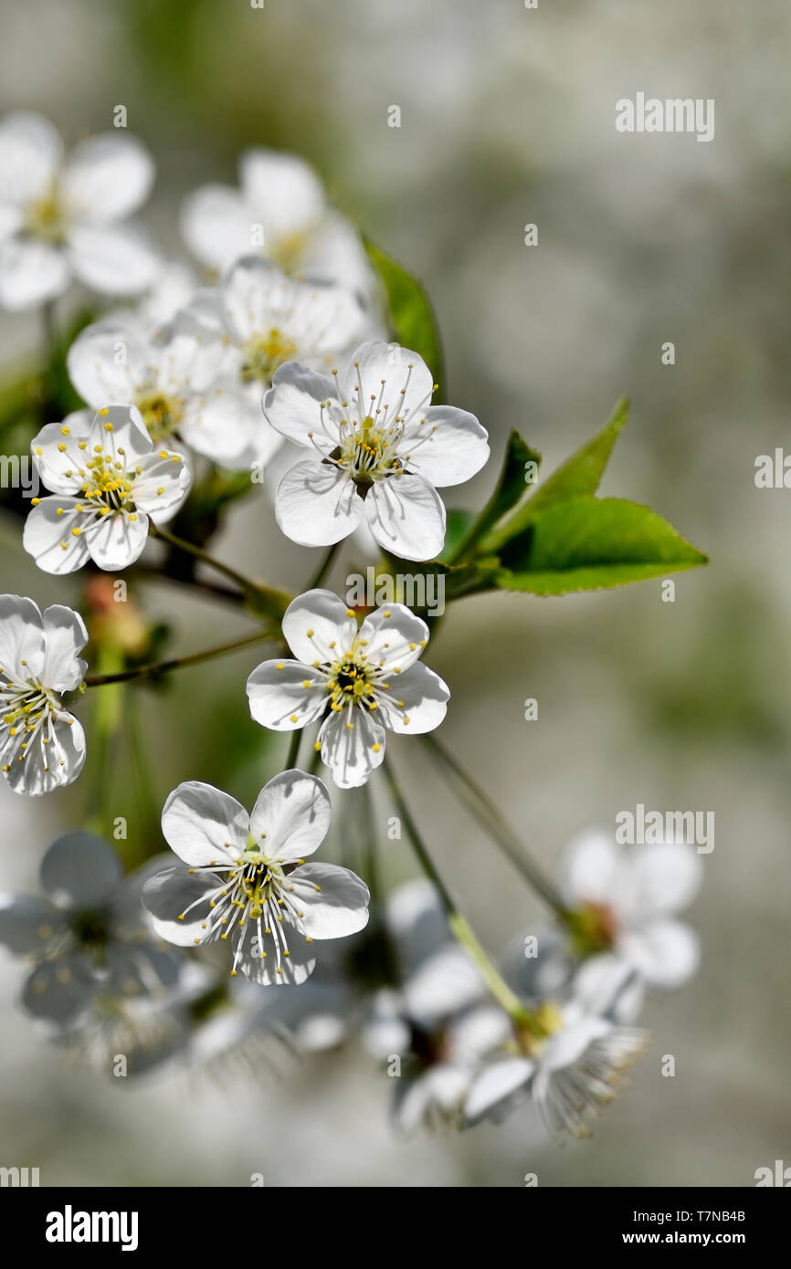 Apple blossom. Stock Photo