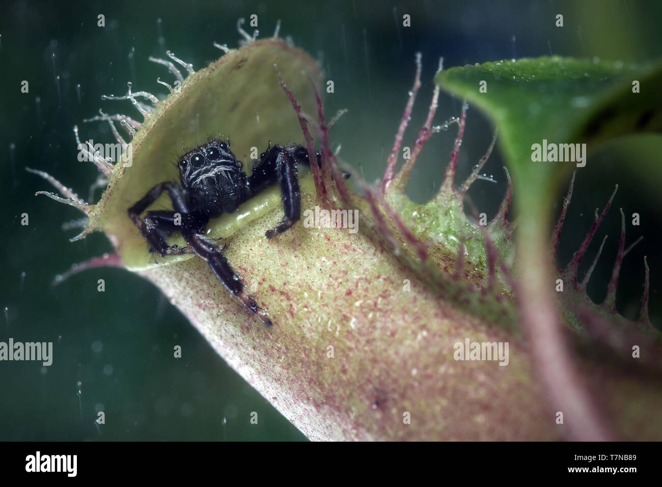Jumping spider hids from the rain in tropical pitcher plant Stock Photo ...