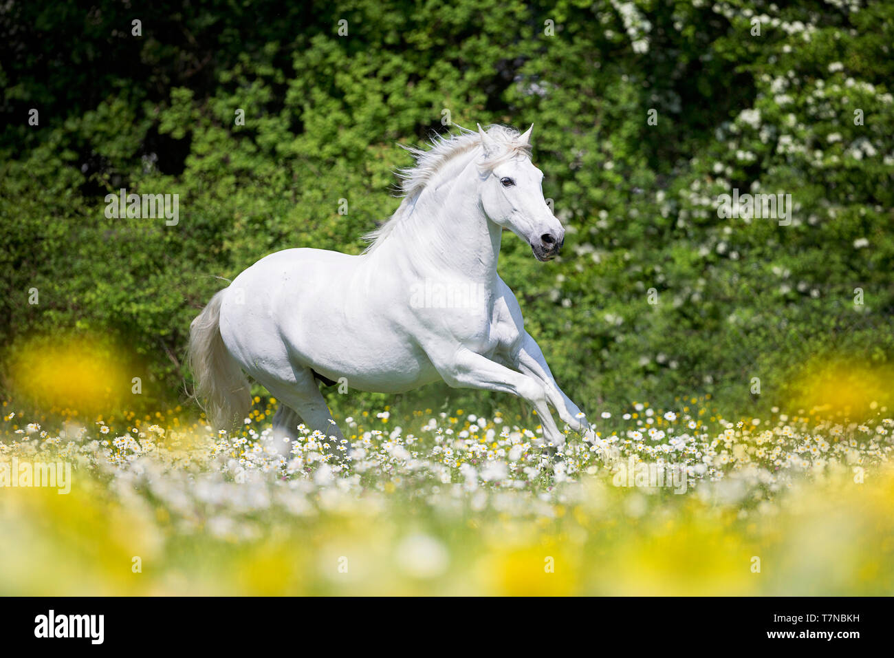 Pure Spanish Horse, PRE, Cartusian Andalusian Horse. Grey stallion galloping on a pasture. Switzerland Stock Photo