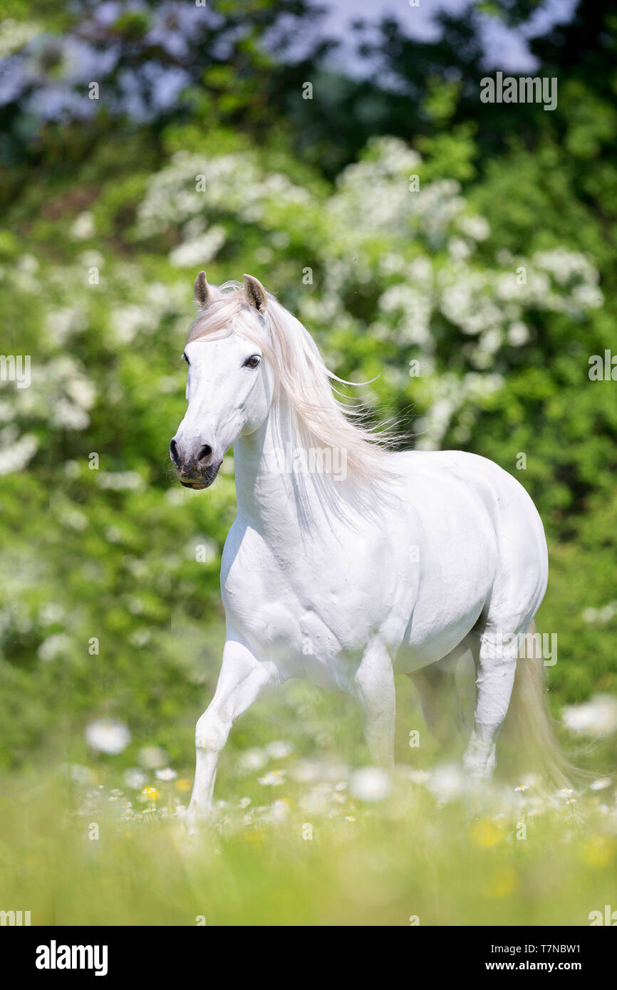 Pure Spanish Horse, PRE, Cartusian Andalusian Horse. Grey stallion trotting on a pasture. Switzerland Stock Photo