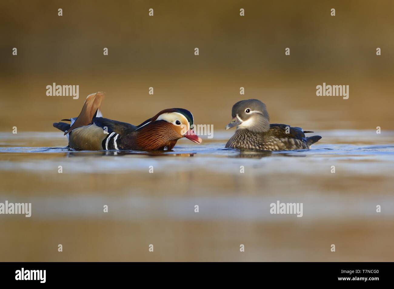 The couple of Mandarin Duck (Aix galericulata) swimming across the