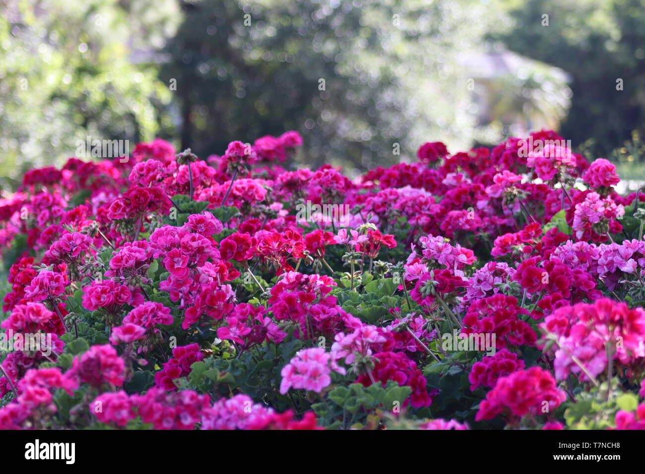 Spring flowers in full bloom Stock Photo Alamy