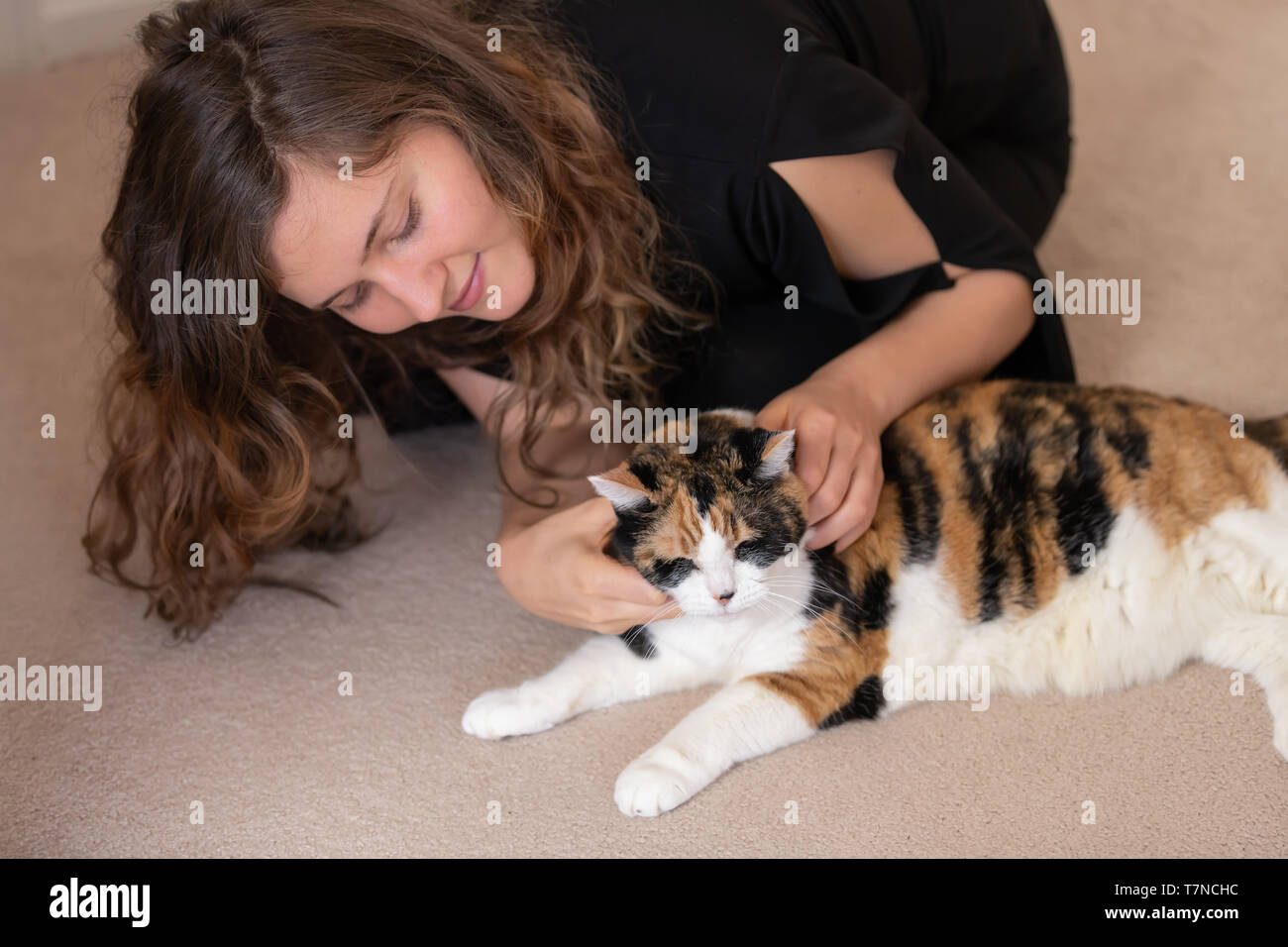 Calico cat lying on carpet floor together with woman person owner petting hand touching head or neck in home apartment room with closed eyes Stock Photo