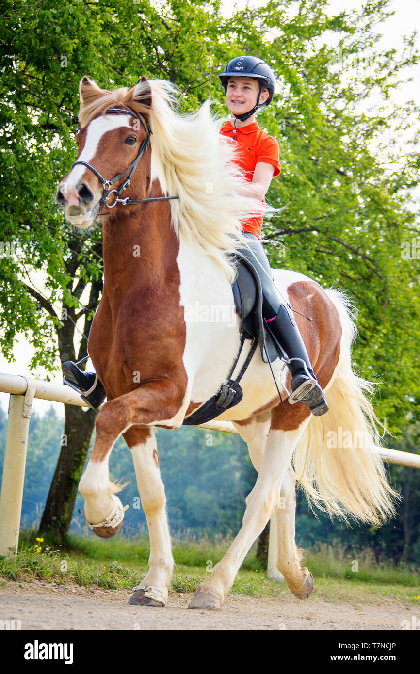 Icelandic Horse being ridden at a toelt. Austria Stock Photo