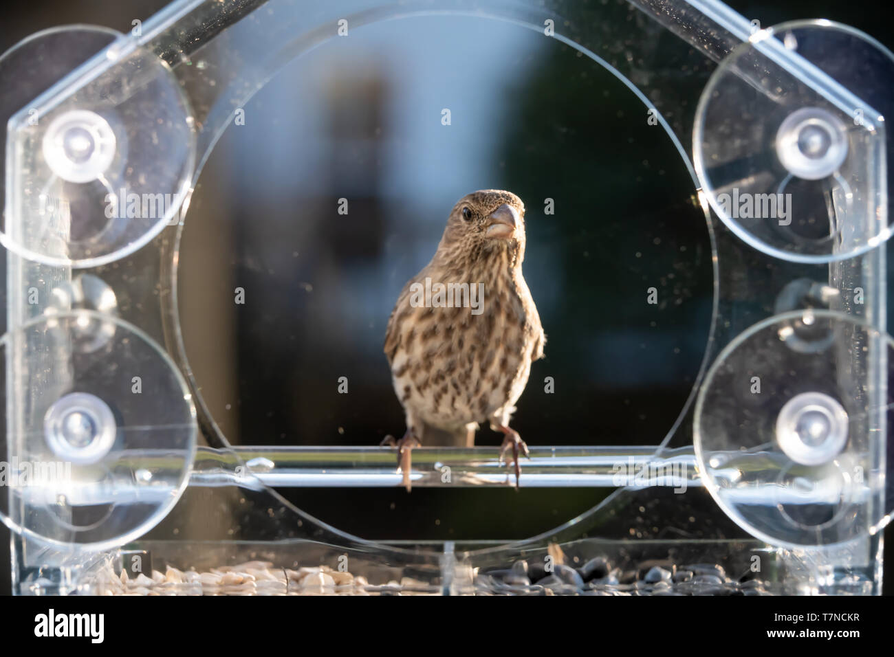 One female house finch bird perched on plastic glass window feeder looking up in Virginia eating sunflower seeds Stock Photo