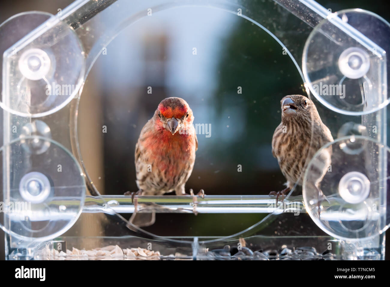 Two male female red brown house finch birds perched on plastic glass