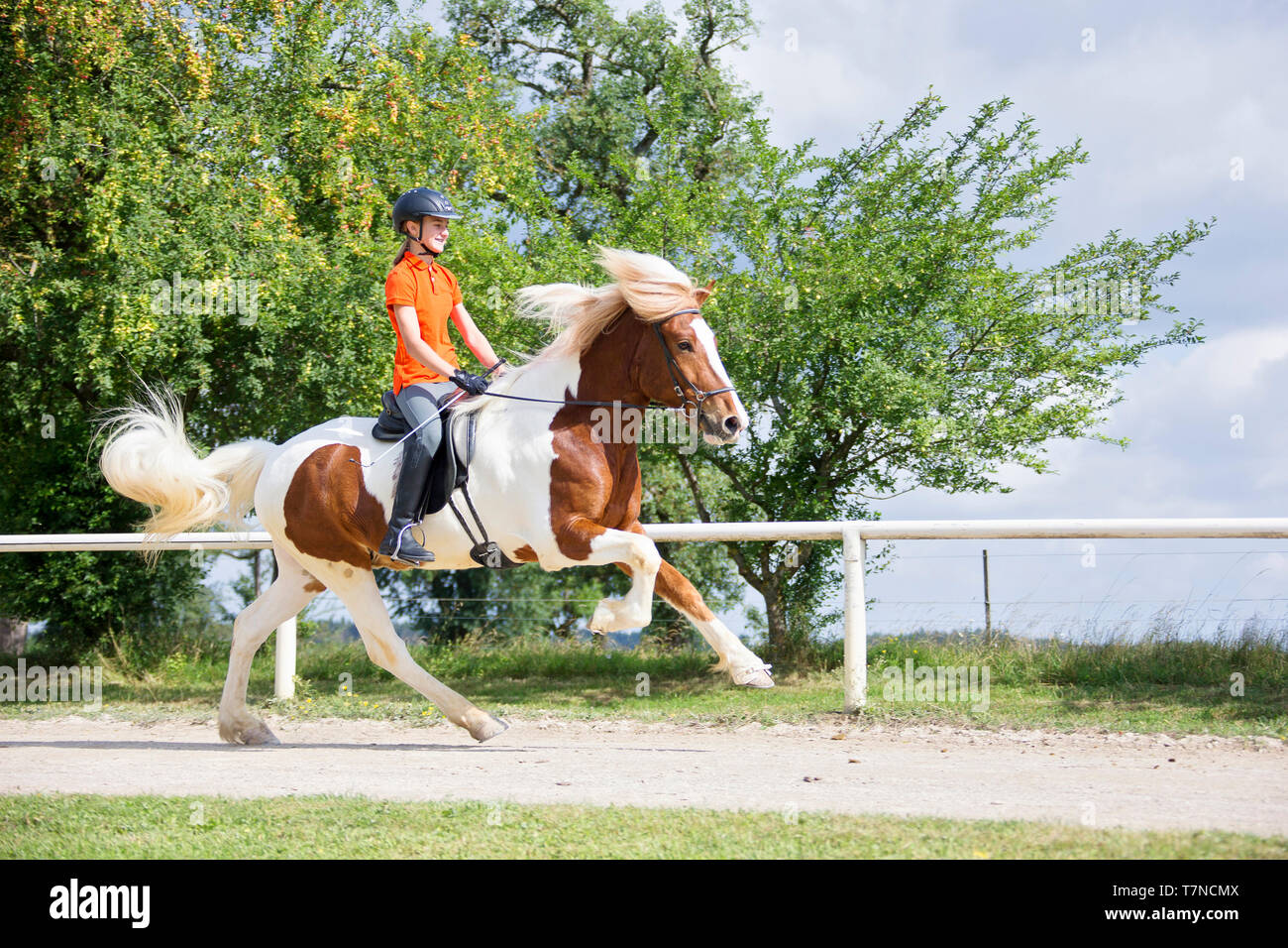 Icelandic Horse. Pinto adult with rider galloping on a riding place. Austria Stock Photo