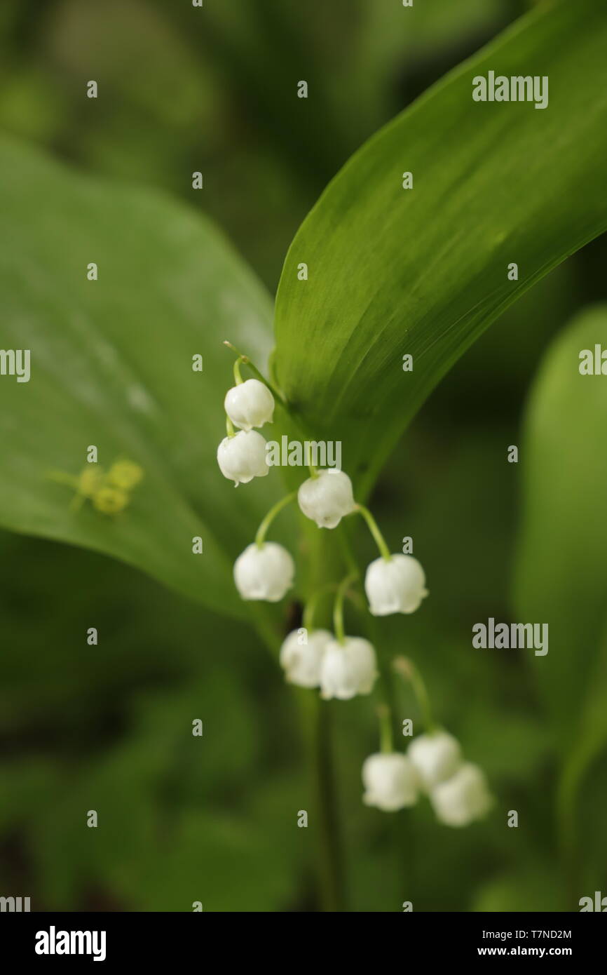 Lily Of The Valley Has Little White Bell Flowers Stock Photo Alamy Lily Of The Valley Has Little White Bell Flowers Stock Photo Alamy