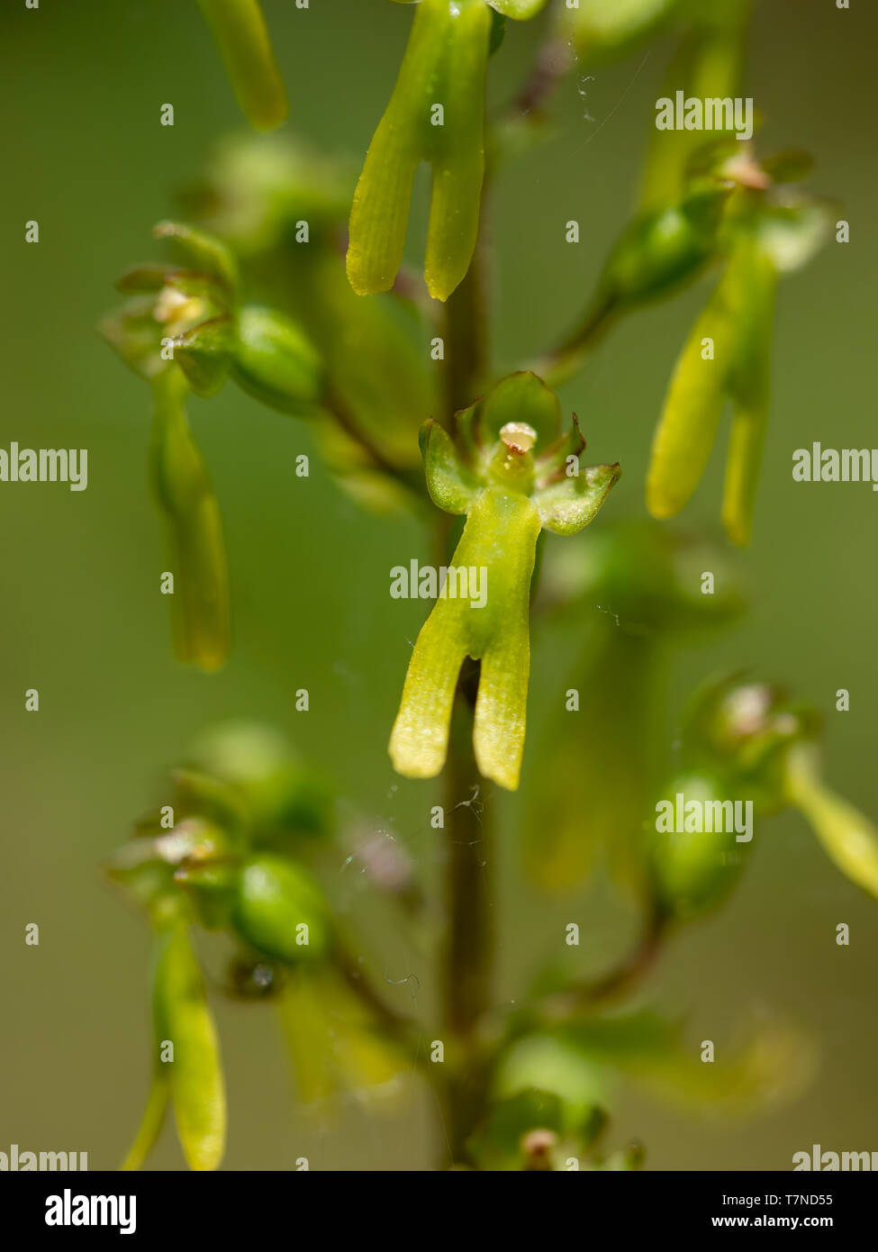Common aka Eggleaf twayblade, Neottia ovata. Wild orchid. Closeup detail of flower. Stock Photo