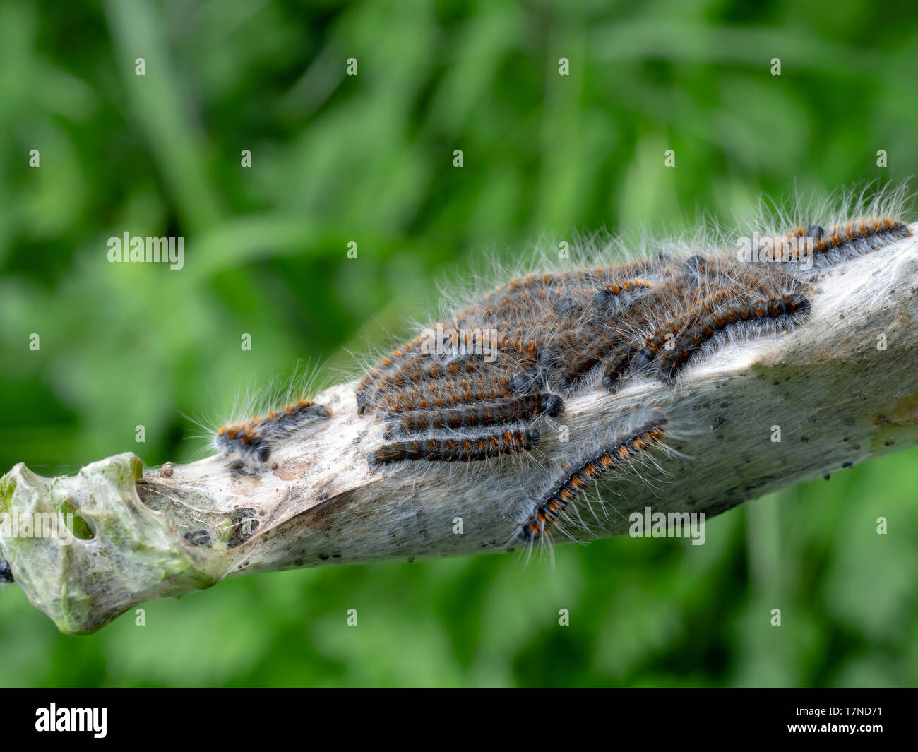 Caterpillar nest hi-res stock photography and images - Alamy